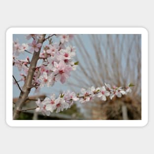 Almond Blossom Sticker